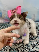 Teacup Zoey, a female Yorkshire Terrier for sale in Stantonville, TN – 2 of 10