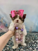 Teacup Zoey, a female Yorkshire Terrier for sale in Stantonville, TN – 4 of 10