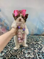 Teacup Zoey, a female Yorkshire Terrier for sale in Stantonville, TN – 10 of 10