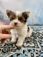 Teacup Zoey, a female Yorkshire Terrier for sale in Stantonville, TN – 6 of 10