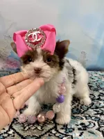 Teacup Zoey, a female Yorkshire Terrier for sale in Stantonville, TN – 3 of 10