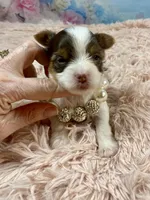 Teacup Zoey, a female Yorkshire Terrier for sale in Stantonville, TN – Photo 7 of 10