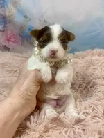 Teacup Zoey, a female Yorkshire Terrier for sale in Stantonville, TN – Photo 2 of 10