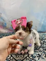 Teacup Zoey, a female Yorkshire Terrier for sale in Stantonville, TN – 7 of 10