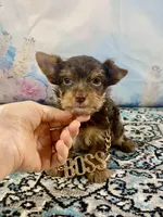 Teacup Yummy Chocolate “Toffee” , a male Yorkshire Terrier for sale in Stantonville, TN – 3 of 10