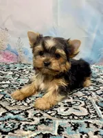McGuire , a male Yorkshire Terrier for sale in Stantonville, TN – 4 of 8