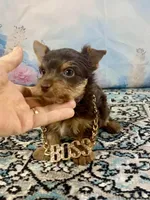 Teacup Yummy Chocolate “Toffee” , a male Yorkshire Terrier for sale in Stantonville, TN – 2 of 10