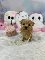 Teeny Tiny Martini, a female Yorkshire Terrier for sale in Stantonville, TN – 6 of 10
