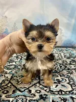 Tiny Teacup Ruger, a male Yorkshire Terrier for sale in Stantonville, TN – 5 of 10