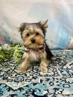 Mackey, a male Yorkshire Terrier for sale in Stantonville, TN – 2 of 10