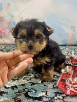 Teacup Lil’ Cosmo, a male Yorkshire Terrier for sale in Stantonville, TN – 3 of 10