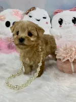 Teeny Tiny Martini, a female Yorkshire Terrier for sale in Stantonville, TN – 5 of 10