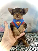 Teacup Yummy Chocolate “Toffee” , a male Yorkshire Terrier for sale in Stantonville, TN – 6 of 10