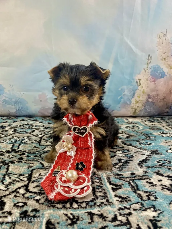 Teacup Lil’ Cosmo – Yorkshire Terrier puppy for sale in Stantonville, TN