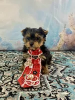 Teacup Lil’ Cosmo, a male Yorkshire Terrier for sale in Stantonville, TN – 1 of 10