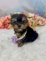 Micro Matilda Jane Teeny Tiny Yorkie , a female Yorkshire Terrier for sale in Stantonville, TN – 5 of 10