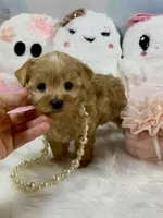 Teeny Tiny Martini, a female Yorkshire Terrier for sale in Stantonville, TN – 9 of 10