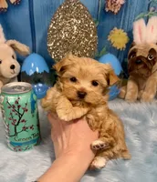 Scooter , a male Yorkshire Terrier and Poodle - Toy  for sale in Stantonville, TN – 4 of 8