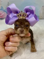 Tiny Baby Bubbles , a female Yorkshire Terrier for sale in Stantonville, TN – 3 of 8