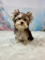 Chocolate Platinum , a male Yorkshire Terrier for sale in Stantonville, TN – 3 of 10