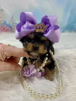 Micro Matilda Jane, a female Yorkshire Terrier for sale in Stantonville, TN – Photo 8 of 10