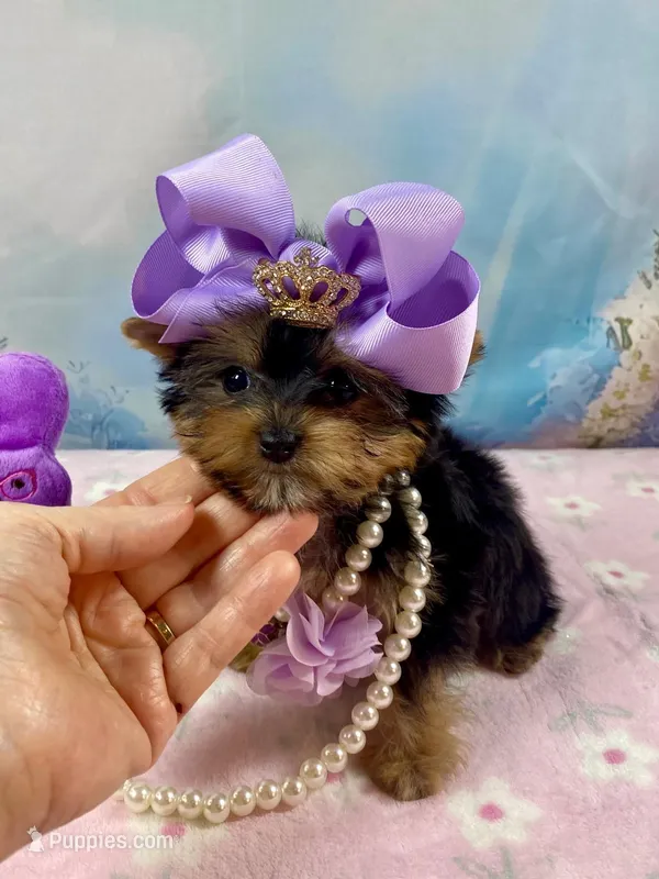 Micro Matilda Jane – Yorkshire Terrier puppy for sale in Stantonville, TN