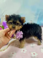 Micro Matilda Jane, a female Yorkshire Terrier for sale in Stantonville, TN – Photo 4 of 10