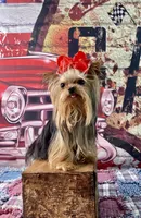 Micro Matilda Jane, a female Yorkshire Terrier for sale in Stantonville, TN – Photo 10 of 10