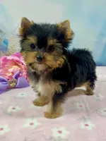Micro Matilda Jane, a female Yorkshire Terrier for sale in Stantonville, TN – Photo 3 of 10