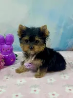Micro Matilda Jane, a female Yorkshire Terrier for sale in Stantonville, TN – Photo 2 of 10