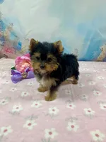 Micro Matilda Jane, a female Yorkshire Terrier for sale in Stantonville, TN – Photo 7 of 10
