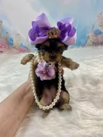 Micro Matilda Jane, a female Yorkshire Terrier for sale in Stantonville, TN – Photo 9 of 10