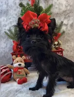 Micro Matilda Jane, a female Yorkshire Terrier for sale in Stantonville, TN – Photo 5 of 10