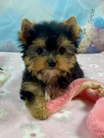 Micro Matilda Jane, a female Yorkshire Terrier for sale in Stantonville, TN – Photo 6 of 10