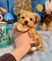 Scooter , a male Yorkshire Terrier and Poodle - Toy  for sale in Stantonville, TN – 3 of 8