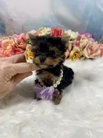 Micro Matilda Jane Teeny Tiny Yorkie , a female Yorkshire Terrier for sale in Stantonville, TN – 4 of 10