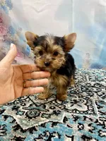 Mackey, a male Yorkshire Terrier for sale in Stantonville, TN – 6 of 7