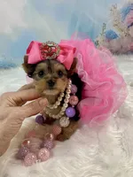 Tiny Teacup Mattie Kay, a female Yorkshire Terrier for sale in Stantonville, TN – Photo 4 of 10