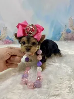 Tiny Teacup Mattie Kay, a female Yorkshire Terrier for sale in Stantonville, TN – Photo 8 of 10