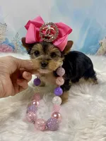 Tiny Teacup Mattie Kay, a female Yorkshire Terrier for sale in Stantonville, TN – Photo 2 of 10