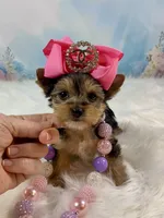 Tiny Teacup Mattie Kay, a female Yorkshire Terrier for sale in Stantonville, TN – Photo 1 of 10
