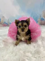 Tiny Teacup Mattie Kay, a female Yorkshire Terrier for sale in Stantonville, TN – Photo 7 of 10