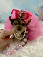 Tiny Teacup Mattie Kay, a female Yorkshire Terrier for sale in Stantonville, TN – Photo 6 of 10