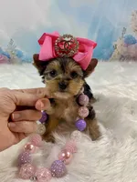 Tiny Teacup Mattie Kay, a female Yorkshire Terrier for sale in Stantonville, TN – Photo 5 of 10