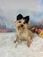 Whinnie, a female Yorkshire Terrier for sale in Stantonville, TN – 9 of 10
