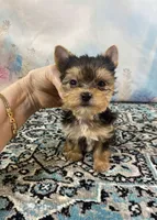 Tiny Teacup Ruger, a male Yorkshire Terrier for sale in Stantonville, TN – 7 of 10