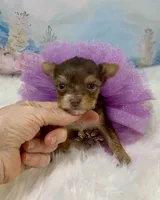 Tiny Baby Bubbles , a female Yorkshire Terrier for sale in Stantonville, TN – 4 of 8