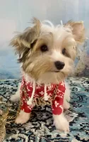 Razi Extreme White Chocolate Parti ee-clearcoat, a male Yorkshire Terrier for sale in Stantonville, TN – 3 of 10