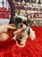 Teeny Tiny Bubbles, a female Yorkshire Terrier for sale in Stantonville, TN – Photo 3 of 10
