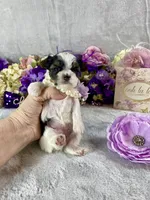 Teeny Tiny Bubbles, a female Yorkshire Terrier for sale in Stantonville, TN – Photo 8 of 10